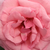 Rose - Rosiers hybrides de thé - Kanizsa